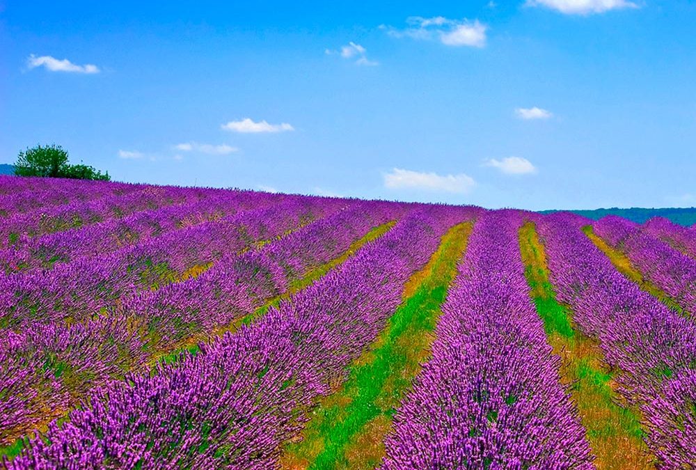 Psicología del color lavanda