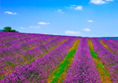 Psicología del color lavanda