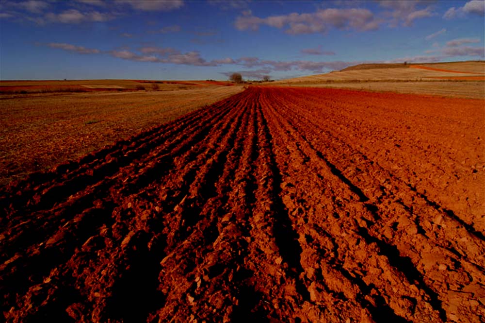 Psicología del marrón tierra