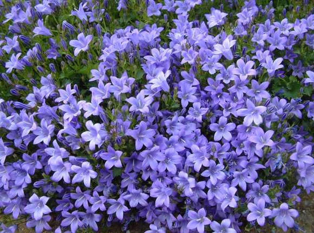 Psicología del color morado vinca