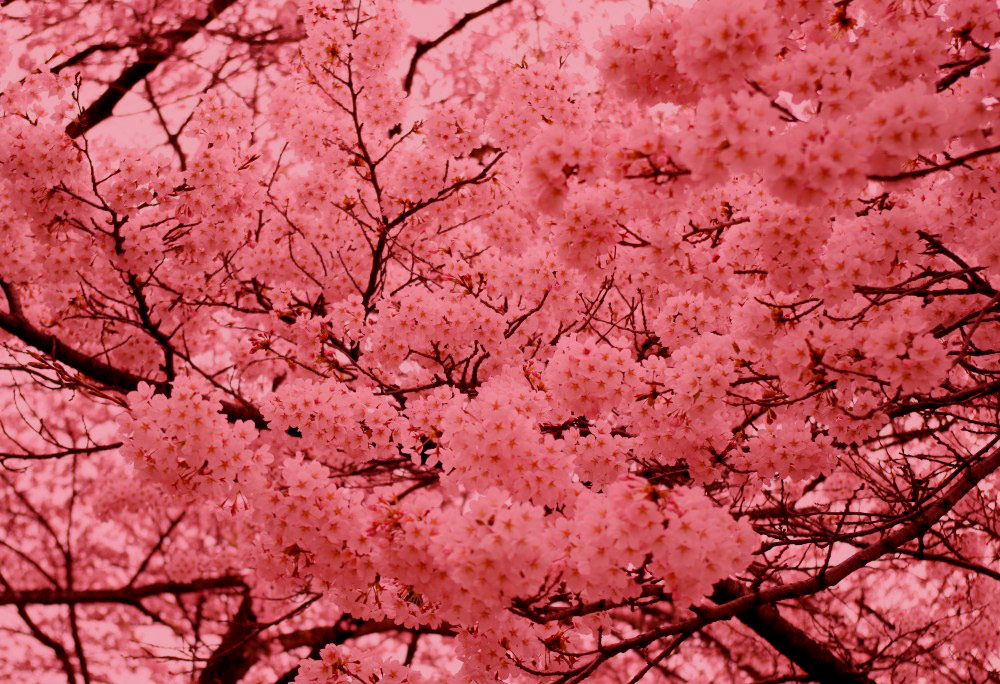 Psicología del color rosa terroso