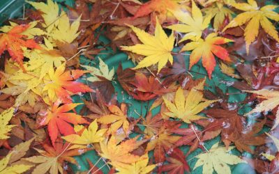 Los colores del otoño 2017 según Pantone