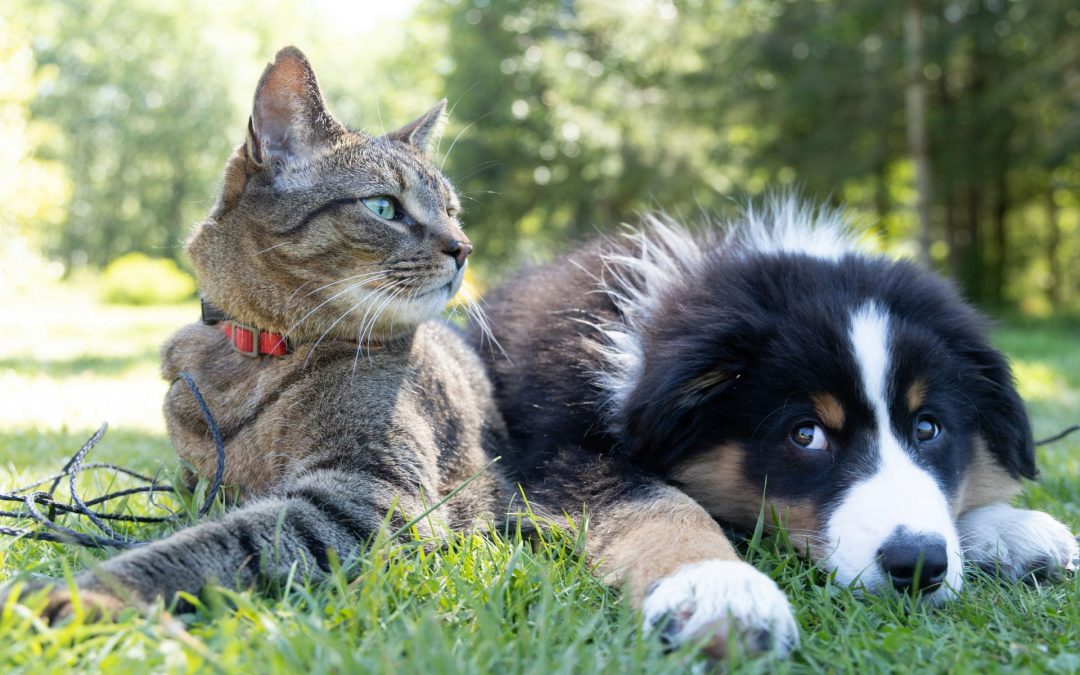 Colores y personalidad de las mascotas 